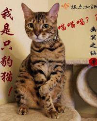我是一只豹子作文300字